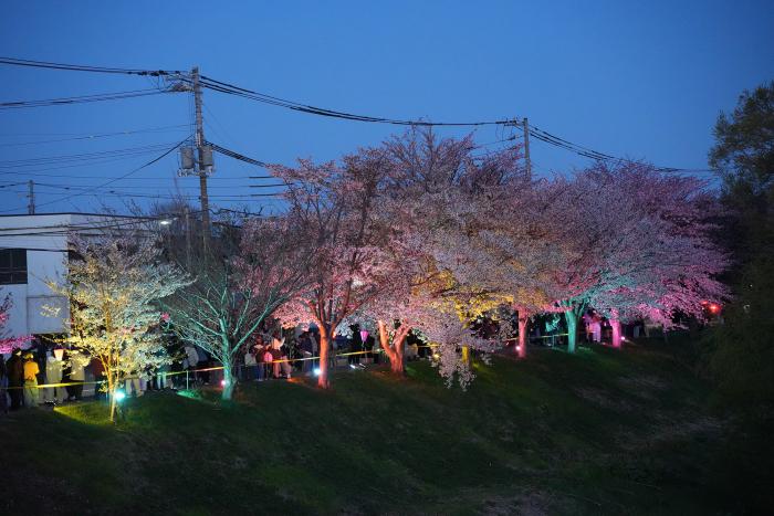 夜桜３