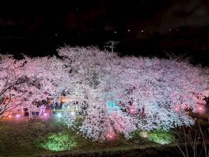 夜桜４
