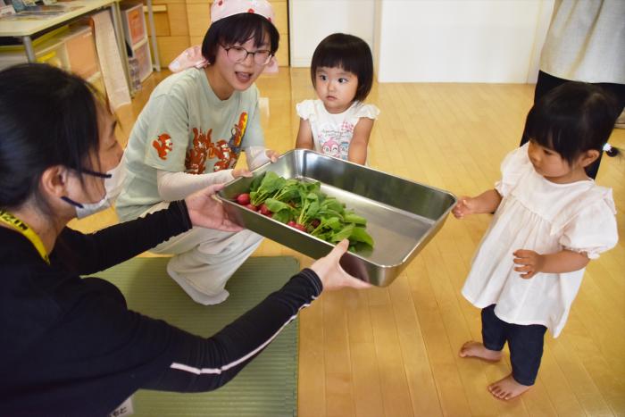 ラディッシュをプレゼント