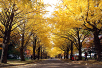 イチョウ並木（北海道大学構内）