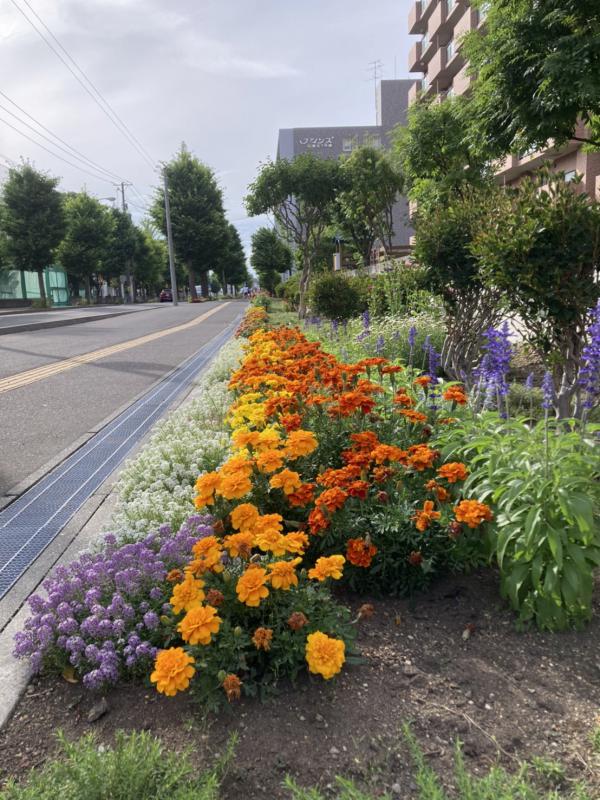 マンション前の花壇の様子