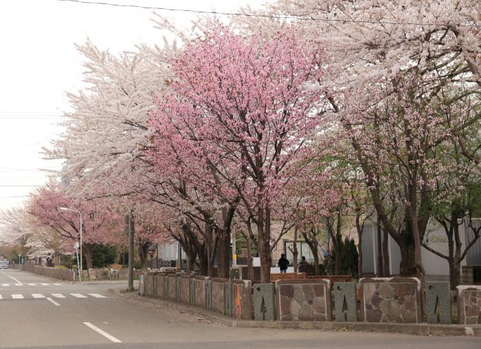 北27条公園通り