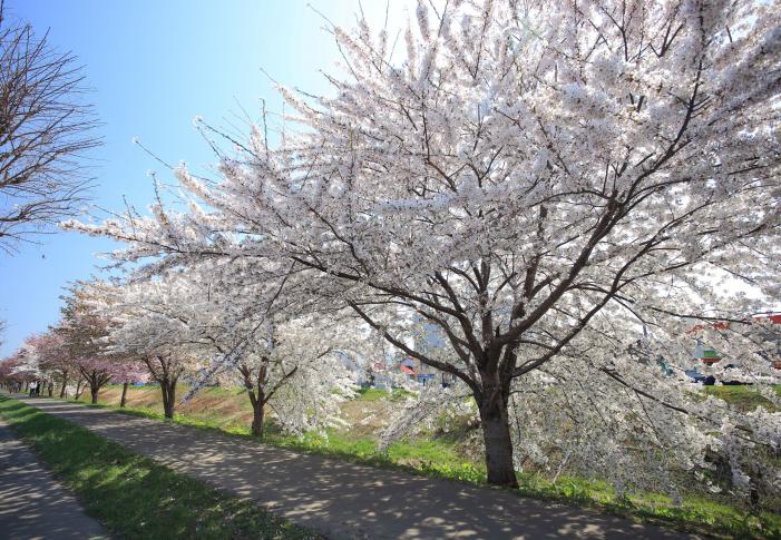 新川さくら並木・新川緑地