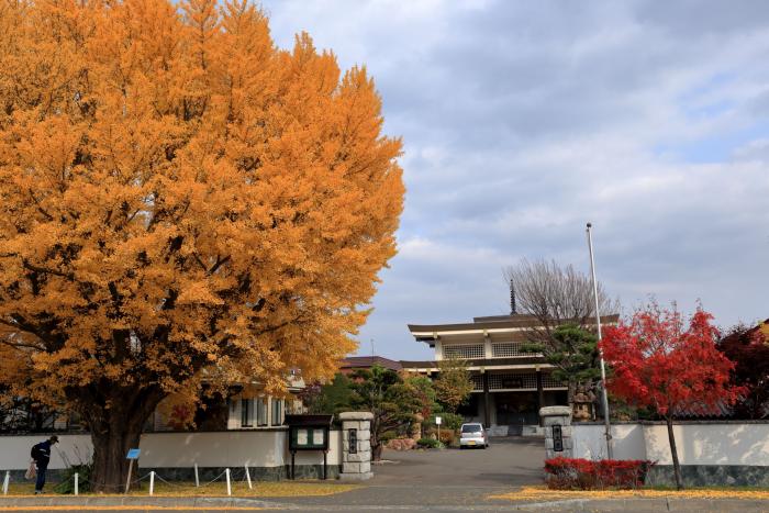 龍雲寺のイチョウ