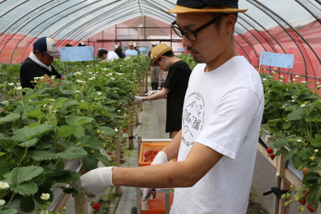 イチゴを収穫する森谷さん