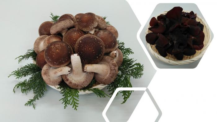 shiitake