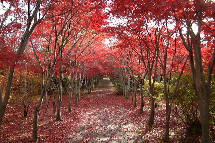 平岡樹芸センター