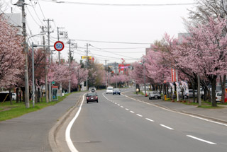 あしりべつ桜並木通りの写真