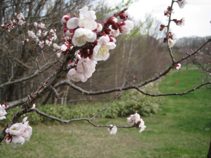 花が開き始めた梅の枝