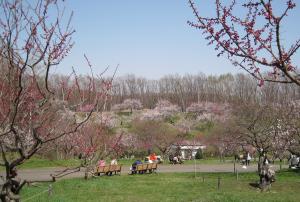 梅の香りを楽しむ