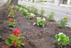 植えられた花苗