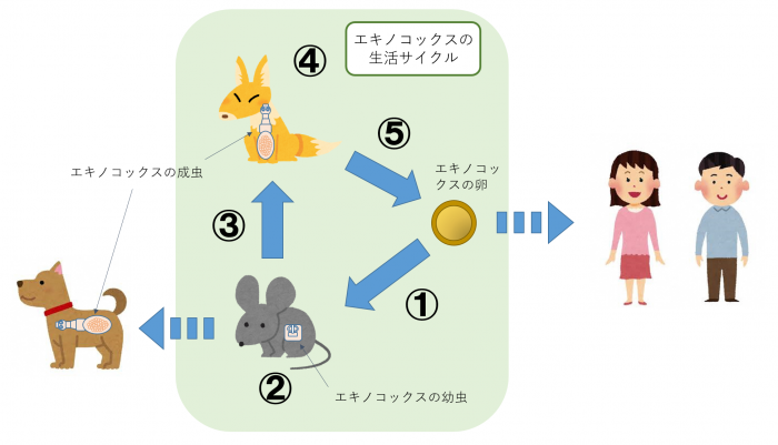 エキノコックスの生活サイクル