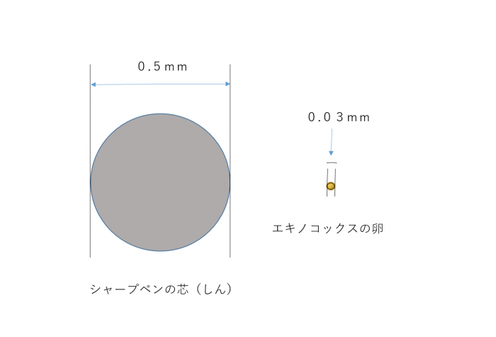 エキノコックスの虫卵の大きさのイラスト