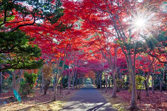 平岡樹芸センターの紅葉