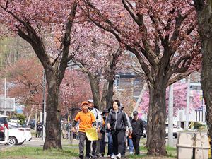 桜ウオーキングの様子