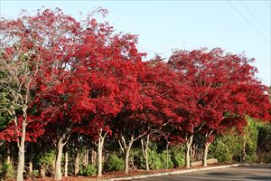 平岡樹芸センターの紅葉