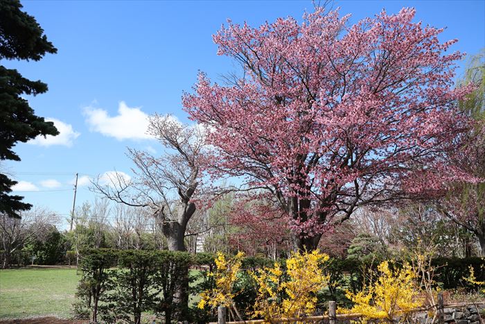 平岡樹芸センター