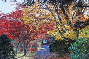 平岡樹芸センターの紅葉