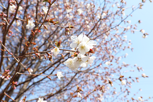 樹芸開園３ミネザクラ