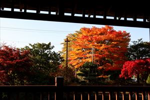 平岡樹芸センターの紅葉