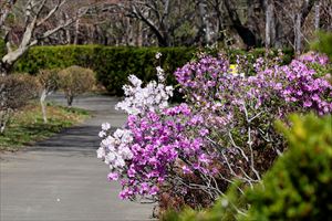 平岡樹芸センター