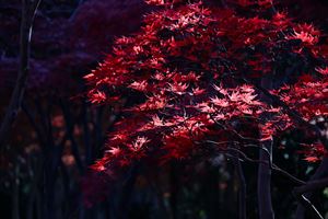 平岡樹芸センターの紅葉