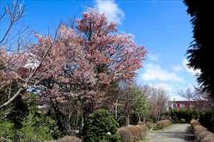 平岡樹芸センター