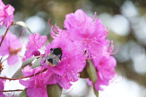 樹芸開園５エゾムラサキツツジ