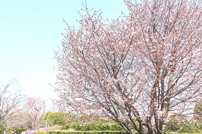樹芸開園6ミネザクラ