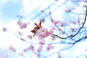 sakura2