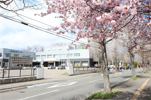 sakura4