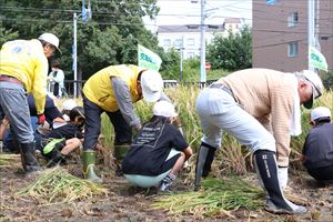 ゆめ田んぼ・あしりべつ稲刈り3
