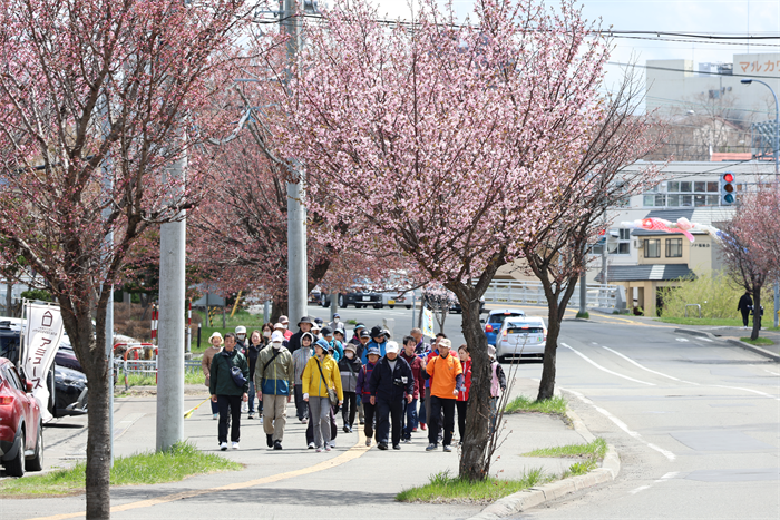 sakura1
