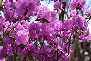 平岡樹芸センター5
