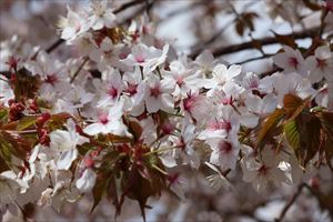 平岡樹芸センター3