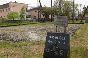 ゆめ田んぼ田植え5