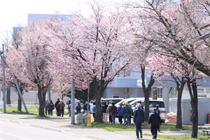2桜ウォーキング2026