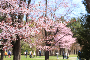 3桜ウォーキング2026