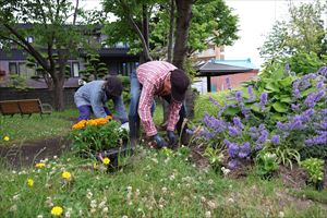 旧国道36号「あしりべつ桜並木通り」花植え2