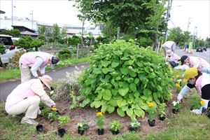 旧国道36号「あしりべつ桜並木通り」花植え3