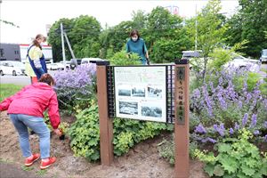 旧国道36号「あしりべつ桜並木通り」花植え2-2