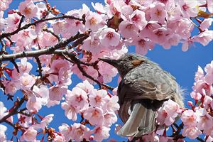 平岡樹芸センター