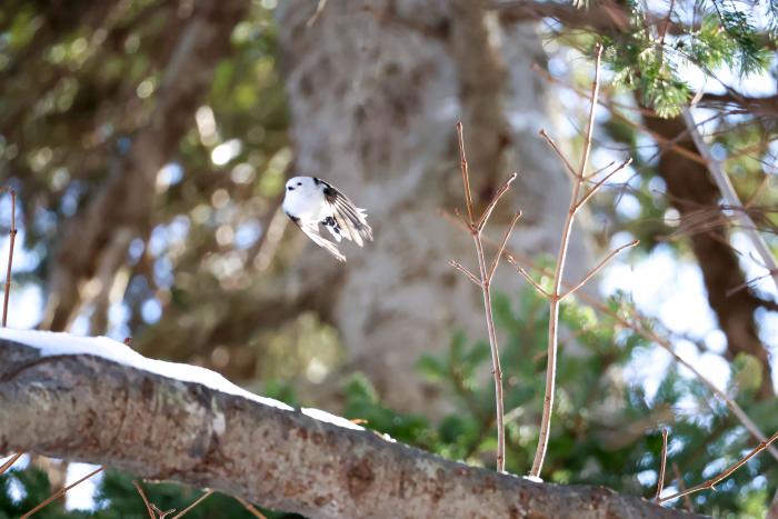 シマエナガ（飛び出し）