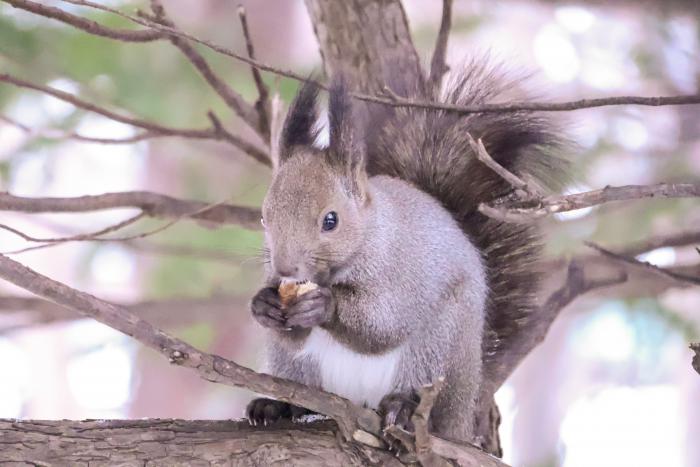 清田公園のりす