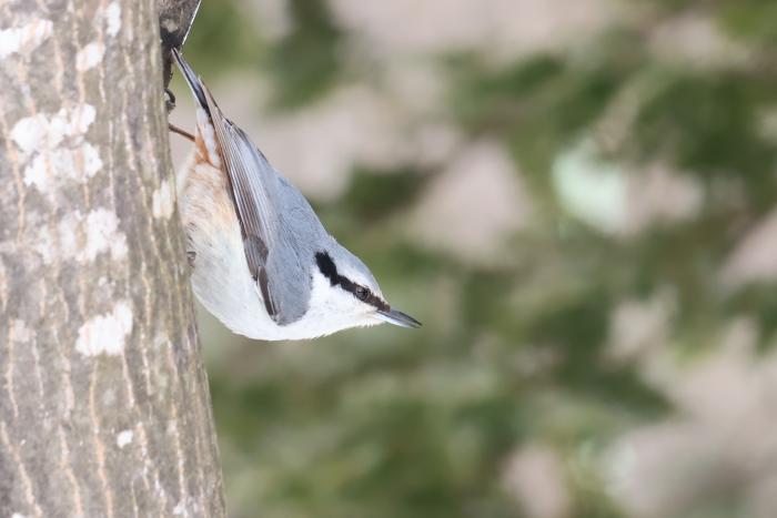 逆さまポーズのゴジュウカラ