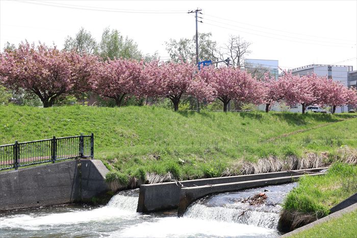 あしりべつ川と八重桜