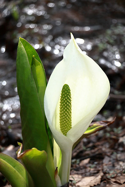 純白の水芭蕉