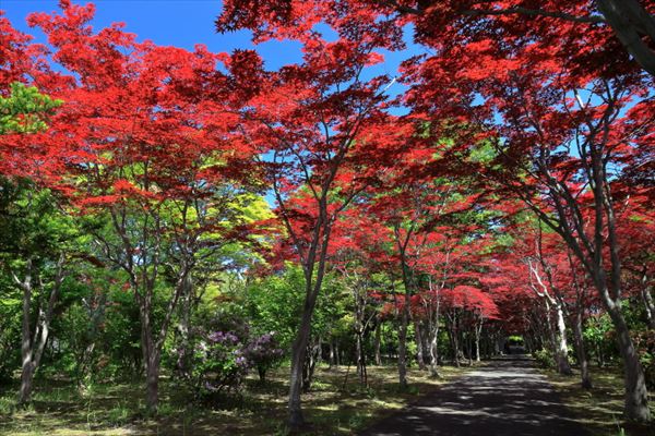 初夏のノムラモミジ