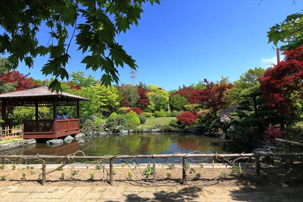 初夏の池