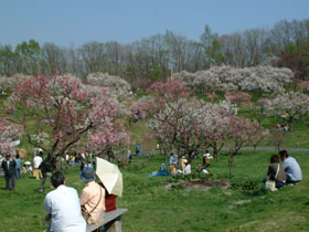 写真：平岡公園